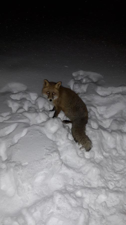 Snowhite Jahorina Villa Kültér fotó